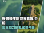 🔥野兽领主新世界狐猴🔥超强攻略来啦！🎮