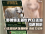 野兽领主新世界🔥白孟加拉虎强度逆天解析！