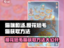 猫咪和汤：樱花短毛猫获取秘籍🔥快人一步拥有它！
