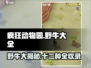 疯狂动物园🔥全网最全12种野牛大揭秘🎉