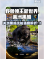 野兽领主新世界美洲黑熊技能好用吗介绍