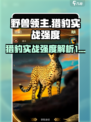 野兽领主新世界猎豹好用吗介绍