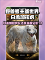 野兽领主新世界白孟加拉虎怎么玩介绍