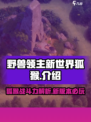 野兽领主新世界狐猴好用吗介绍