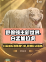 野兽领主新世界💥白孟加拉虎玩法与强度分析🐯