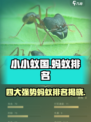 小小蚁国蚂蚁排名介绍