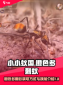 小小蚁国橙色多刺蚁怎么获得介绍