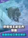 野兽领主新世界：猞猁技能超详细解析🔥猞猁爱好者必看！