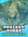 《野兽领主》新世界🔥西伯利亚虎技能强度分析来啦！