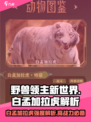野兽领主新世界🔥白孟加拉虎强度逆天解析！