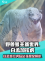 《野兽领主新世界》白孟加拉虎🔥玩法强度全面解析！