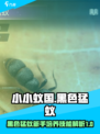 小小蚁国黑色猛蚁适合新手培养吗介绍