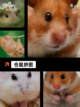 【仓鼠小游戏】游戏排行中的热门佳作截图5