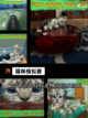 【扮演猫咪的游戏】游戏推荐给你最萌的体验截图2